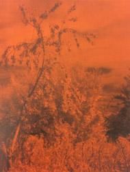 <B>Peak Oil (Limited Edition With Print)</B> <BR>Geert Goiris