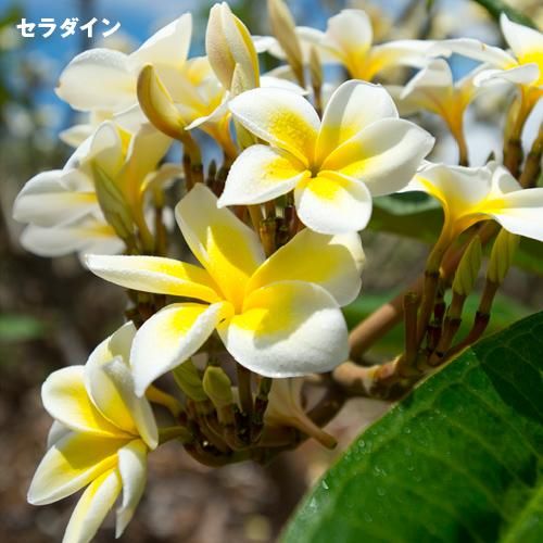 Stayhomesale Plumeria 年プルメリア品種苗 プルメリア鉢植え 5l号鉢 Hgpl 403h ハワイアン雑貨 プルメリアやハワイ植物の通販専門店 Lani Hawaii ラニハワイ