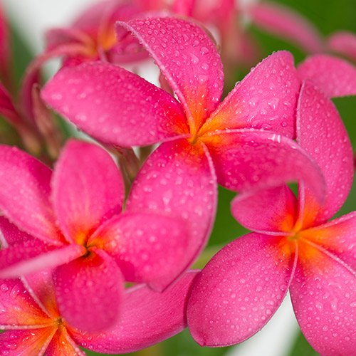 Maui Plumeria Garden Pink Cocktail ピンクカクテル プルメリア鉢植え ７号鉢 Hgpl 410 ハワイアン雑貨 プルメリアやハワイ植物の通販専門店 Lani Hawaii ラニハワイ