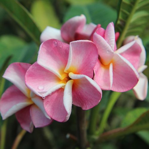 鉢数限定 新品種 Maui Plumeria Garden Pink Ruffles ピンクラッフルズ プルメリア鉢植 Hgpl 564 ハワイアン雑貨 プルメリアやハワイ植物の通販専門店 Lani Hawaii ラニハワイ