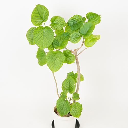 Ficus Umbellata フィカス ウンベラータ 8号 約110cm Hgpl 195 ハワイアン雑貨 プルメリアやハワイ植物の通販専門店 Lani Hawaii ラニハワイ