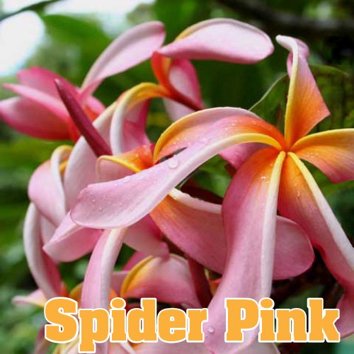 Maui Plumeria Garden Spider Pink スパイダー ピンク プルメリア鉢植え Hgpl 254h ハワイアン雑貨 プルメリアやハワイ植物の通販専門店 Lani Hawaii ラニハワイ