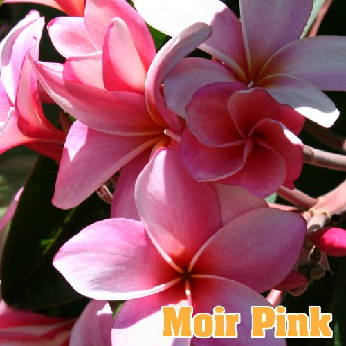 Maui Plumeria Garden Moir Pink モイヤー ピンク プルメリア鉢植え Hgpl 256h ハワイアン雑貨 プルメリアやハワイ植物の通販専門店 Lani Hawaii ラニハワイ