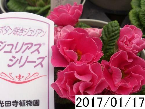 鉢花 ボタン咲ジュリアン ジュリアスシリーズ ピンク 花の館webshop フクシア100種 エンジェルストランペットなど生産苗を販売ー