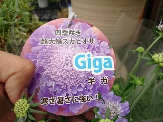 宿根草 多年草 スカビオサ ギガ 大苗 花の館webshop フクシア100種 エンジェルストランペットなど生産苗を販売ー