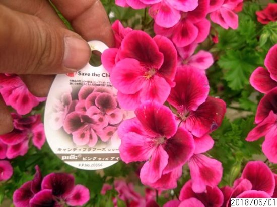鉢花 ペラルゴニウム キャンディーフラワーズ ピンクウィズアイ 花の館webshop フクシア100種 エンジェルストランペットなど生産苗を販売ー