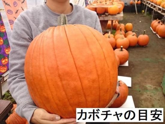 ハロウィン用カボチャ 花の館webshop フクシア100種 エンジェルストランペットなど生産苗を販売ー