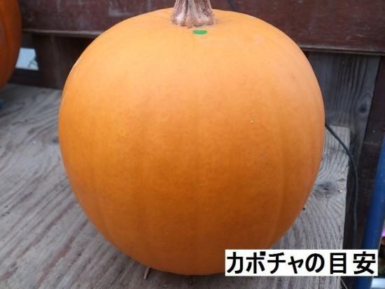 ハロウィン用カボチャ 花の館webshop フクシア100種 エンジェルストランペットなど生産苗を販売ー