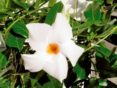 猛暑に負けないツル植物 サンパラソル 大輪咲きタイプ ホワイト 花の館webshop フクシア100種 エンジェルストランペットなど生産苗を販売ー