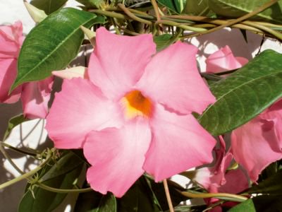 猛暑に負けないツル植物 サンパラソル 大輪咲きタイプ ピンク 花の館webshop フクシア100種 エンジェルストランペットなど生産苗を販売ー