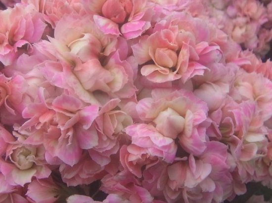 花苗 バラ咲き カランコエ 八重咲き 花の館webshop フクシア100種 エンジェルストランペットなど生産苗を販売ー