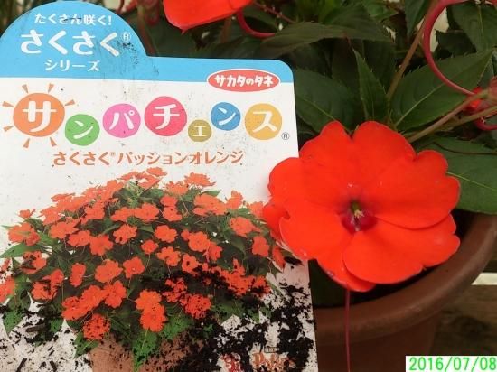 鉢花 1株で直径50cmに サンパチェンス さくさく パッションオレンジ 植え替え済6号鉢 花の館webshop フクシア100種 エンジェルストランペットなど生産苗を販売ー