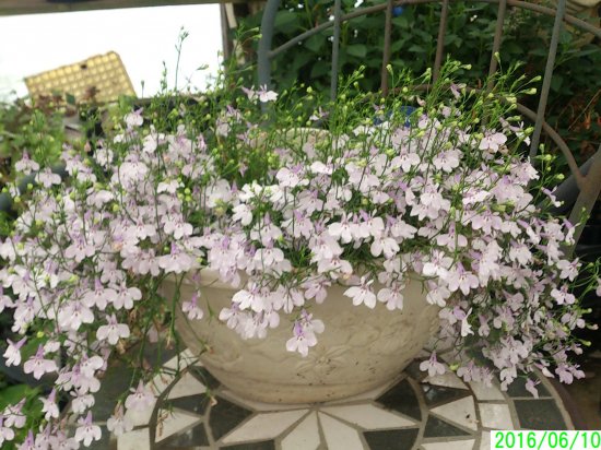 鉢花 すぐに飾れる アズーロコンパクト ピンク 壁掛け仕立て 花の館webshop フクシア100種 エンジェルストランペットなど生産苗を販売ー