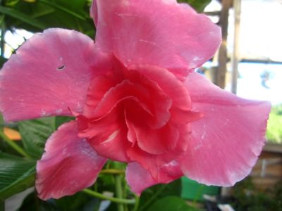 育てやすいツル植物 マンデビラ ピンクパフェ 6号鉢 花の館webshop フクシア100種 エンジェルストランペットなど生産苗を販売ー