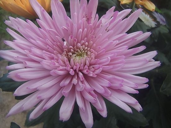 大輪菊 アナスタシア 5号鉢 各色 花の館webshop フクシア100種 エンジェルストランペットなど生産苗を販売ー