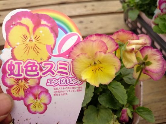 パンジー 虹色スミレ エンゼルピンク 花の館webshop フクシア100種 エンジェルストランペットなど生産苗を販売ー