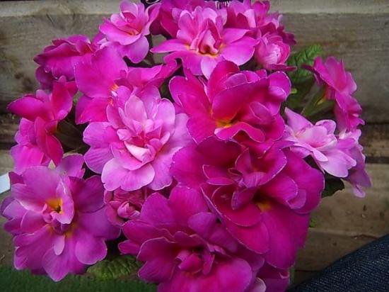 完全八重咲きプリムラジュリアン ジュリネーション 花の館webshop フクシア100種 エンジェルストランペットなど生産苗を販売ー