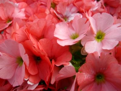 可愛らしい花姿 プリムラ オブコニカ サーモン 5号鉢 花の館webshop フクシア100種 エンジェルストランペットなど生産苗を販売ー