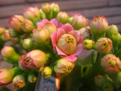 大輪バラ咲き カランコエ クイーンローズ パリ ピンク ４号鉢 花の館webshop フクシア100種 エンジェルストランペットなど生産苗を販売ー