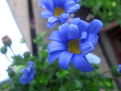 とっても茂る新品種 ブルーデージー ミッドナイトブルー 3 5号 花の館webshop フクシア100種 エンジェルストランペットなど生産苗を販売ー
