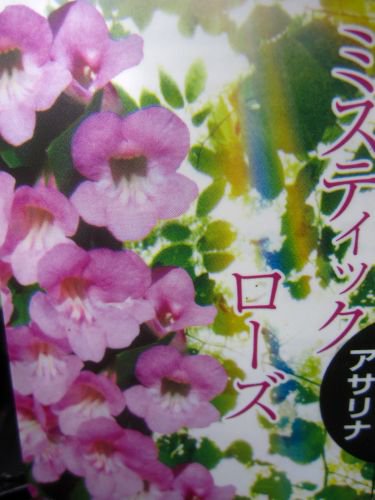 細やかなツル植物 アサリナ ミスティックローズ 花の館webshop フクシア100種 エンジェルストランペットなど生産苗を販売ー