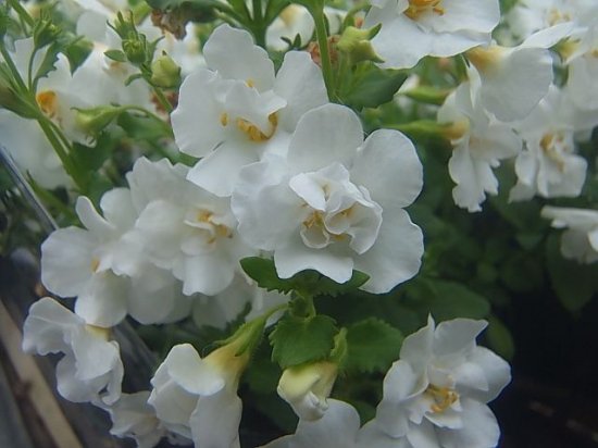 花苗 這って枝垂れる バコパ ステラ八重咲き 花の館webshop フクシア100種 エンジェルストランペットなど生産苗を販売ー