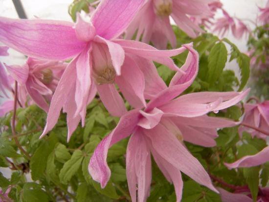 豪華な変わり咲き クレマチス マークハムズピンク マクロペタラ系 花の館webshop フクシア100種 エンジェルストランペットなど生産苗を販売ー