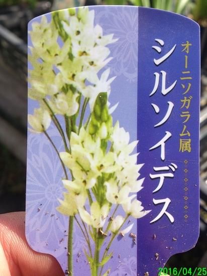 宿根草 多年草 オーニソガラム シルソイデス 4号苗 花の館webshop フクシア100種 エンジェルストランペットなど生産苗を販売ー