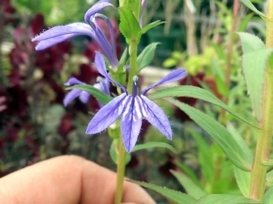 宿根草 多年草 夏の花 宿根ロベリア 越冬苗 各色 沢ききょう 花の館webshop フクシア100種 エンジェルストランペットなど生産苗を販売ー