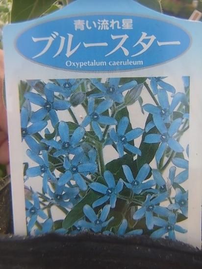 宿根草多年草 オキシペタラム ブルースター 花の館webshop フクシア100種 エンジェルストランペットなど生産苗を販売ー