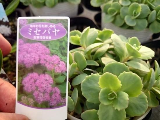 宿根草 多年草 ミセバヤ 苗 花の館webshop フクシア100種 エンジェルストランペットなど生産苗を販売ー