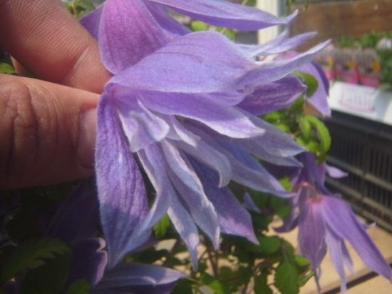 豪華な八重咲き クレマチス ウェッセルトン 花の館webshop フクシア100種 エンジェルストランペットなど生産苗を販売ー