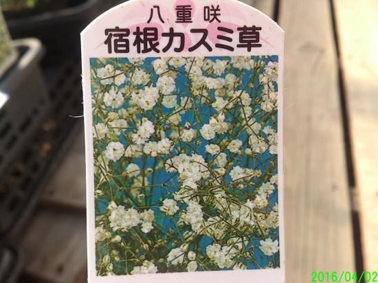 宿根草 多年草 切り花に 八重咲き宿根カスミソウ 苗 花の館webshop フクシア100種 エンジェルストランペットなど生産苗を販売ー