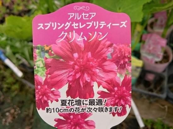 宿根草多年草 ホリホック 苗 アルセア タチアオイ 各色 花の館webshop フクシア100種 エンジェルストランペットなど生産苗を販売ー