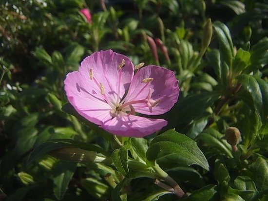可愛らしい小花 エノテラ ピンク 苗 花の館webshop フクシア100種 エンジェルストランペットなど生産苗を販売ー