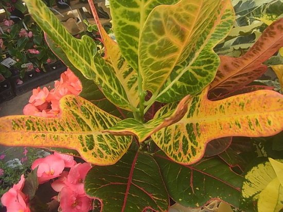 美しい葉 クロトン 矛葉カラー斑 花の館webshop フクシア100種 エンジェルストランペットなど生産苗を販売ー