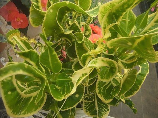 美しい葉 クロトン 巻葉斑 花の館webshop フクシア100種 エンジェルストランペットなど生産苗を販売ー