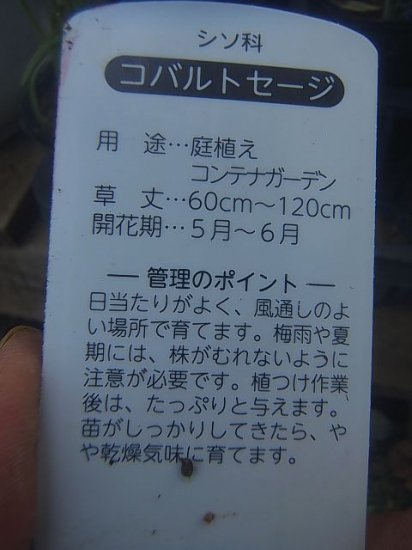 宿根草多年草 育てやすい コバルトセージ 越冬苗 花の館webshop フクシア100種 エンジェルストランペットなど生産苗を販売ー