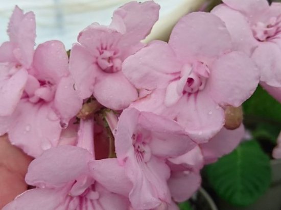 鉢花 ストレプトカーパス 八重咲き フラミンゴ 花の館webshop フクシア100種 エンジェルストランペットなど生産苗を販売ー