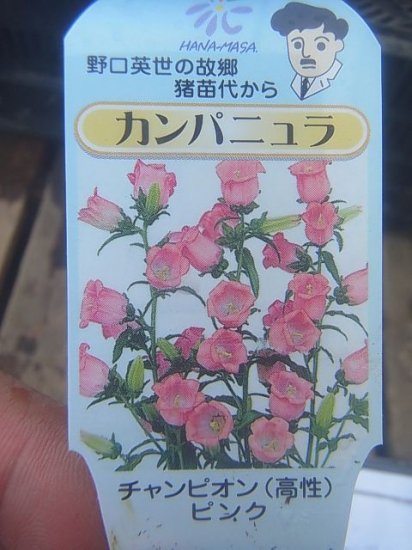 宿根草 多年草 庭に切花に カンパニュラ 高性 花の館webshop フクシア100種 エンジェルストランペットなど生産苗を販売ー