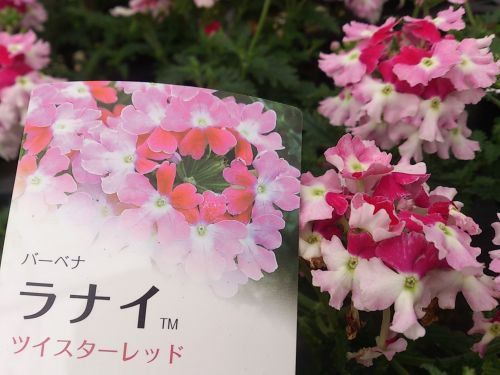 花苗 新しい花色 バーベナ ラナイシリーズ 花の館webshop フクシア100種 エンジェルストランペットなど生産苗を販売ー