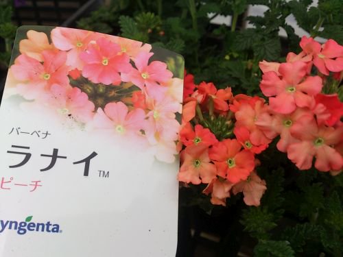 花苗 新しい花色 バーベナ ラナイシリーズ 花の館webshop フクシア100種 エンジェルストランペットなど生産苗を販売ー