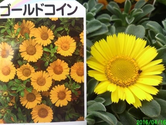 花苗 キリッとした黄花 ゴールドコイン 花の館webshop フクシア100種 エンジェルストランペットなど生産苗を販売ー