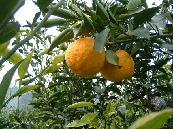 柑橘 じゃばら じゃばら（柑橘類）の効能とは？花粉症に効果的な成分や飲み方は？