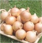 ޤͤ  800g
