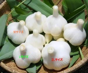 <img class='new_mark_img1' src='https://img.shop-pro.jp/img/new/icons14.gif' style='border:none;display:inline;margin:0px;padding:0px;width:auto;' />ڿ̸2025ǯַꤿˤˤ̥6(700g)