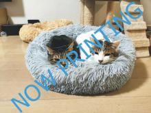 Kijitorano2026A4֤ס<img class='new_mark_img2' src='https://img.shop-pro.jp/img/new/icons1.gif' style='border:none;display:inline;margin:0px;padding:0px;width:auto;' />