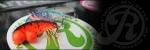 <img class='new_mark_img1' src='https://img.shop-pro.jp/img/new/icons20.gif' style='border:none;display:inline;margin:0px;padding:0px;width:auto;' />RYUGI エビメタル ジャミ