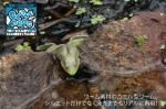 ジャッカル Clone Frog クローンフロッグ