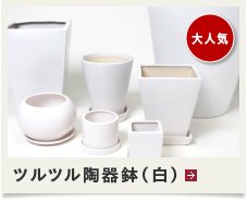 大人気 ツルツル陶器鉢 (白)